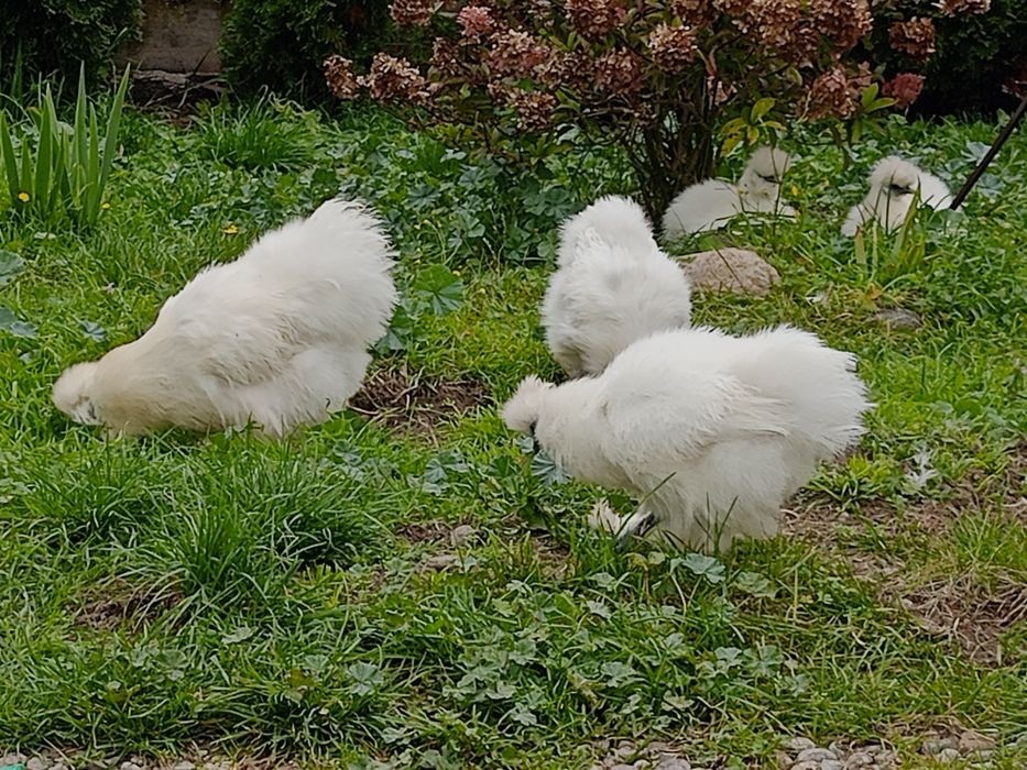 Kury silki jedwabiste biale