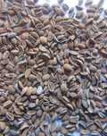 Facelia cena za 1kg