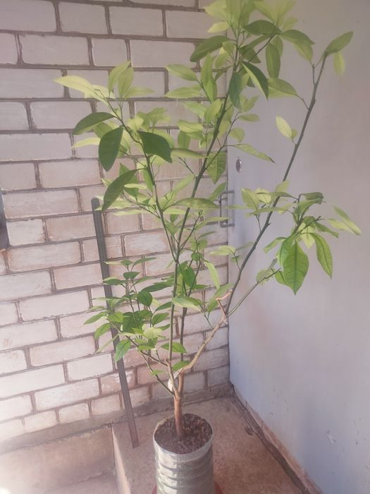 Продам саженец апельсинового дерева сорта Кара-Кара.