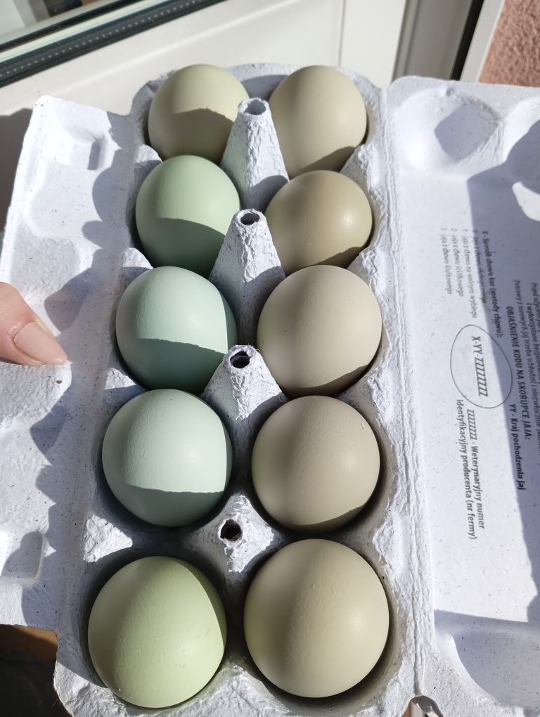 Jaja jajka wiejskie od kury green shell (nie lęgowe)