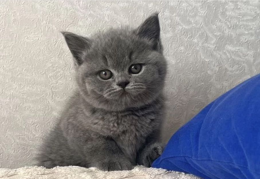 Контактные британские малыши!