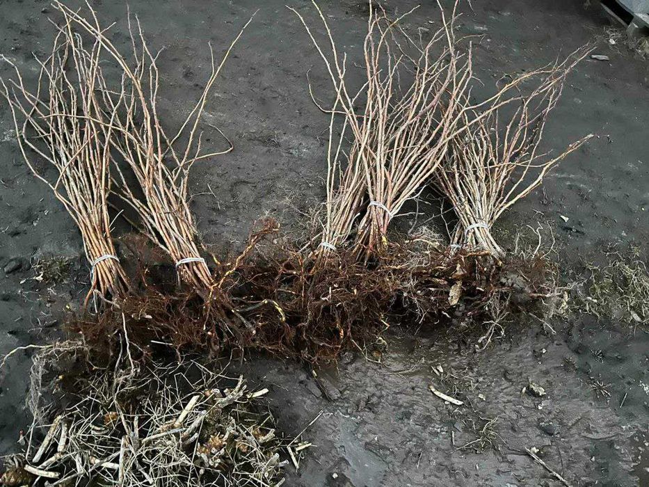 Саджанці Полуниці Розсада Малини Плодові дерева Саженцы Клубники