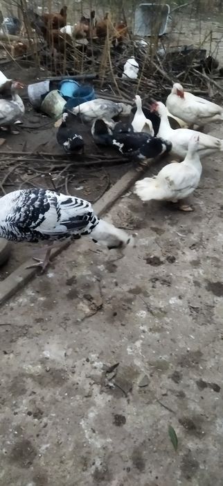 Vendo patos e perus novos mas já em postura