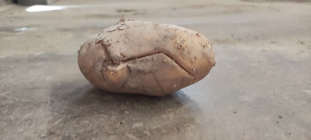 Ziemniaki odpad od jadalnych 20gr/kg