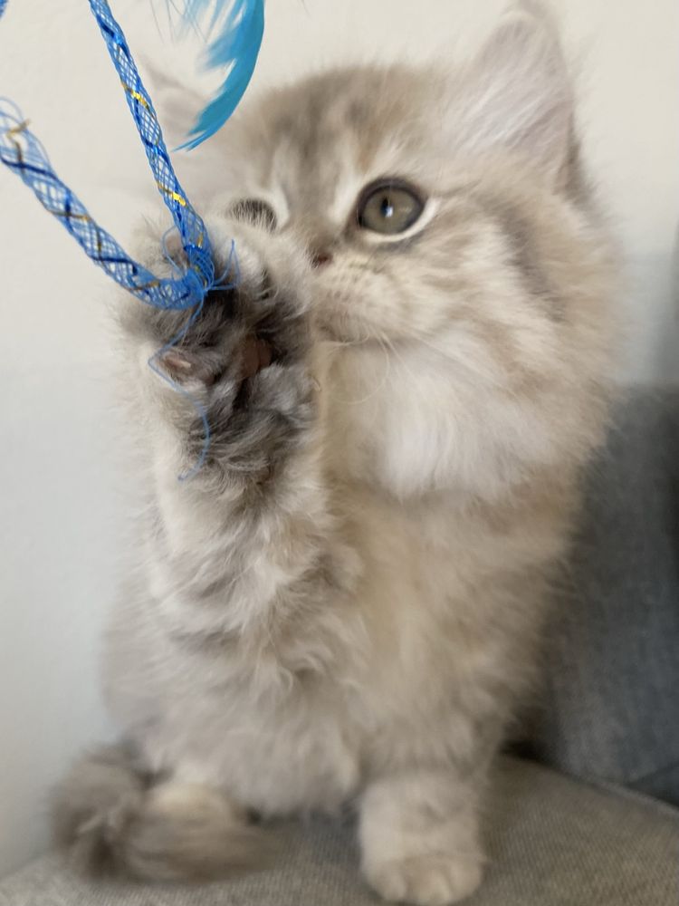British Longhair