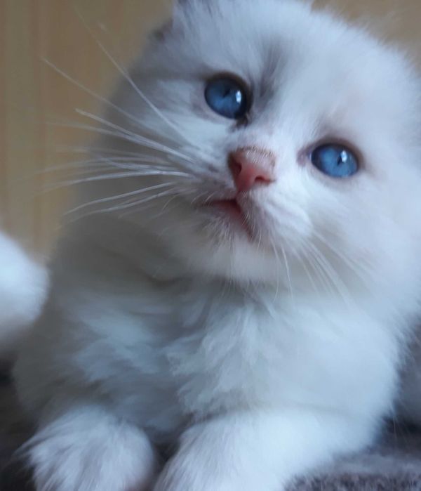 RAGDOLL KOCIAK wolny  Rezerwacja / odbiór od 24 X. 2025.
