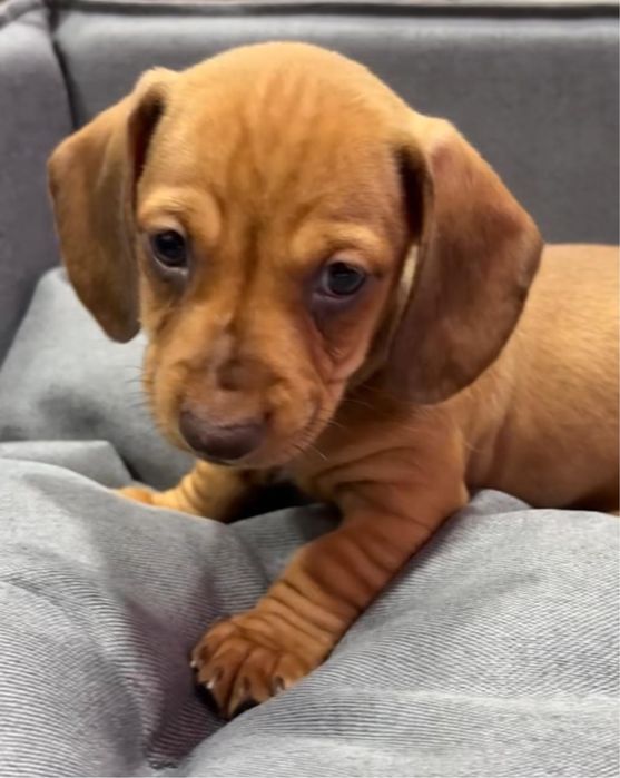 Teckel Femea miniatura castanha