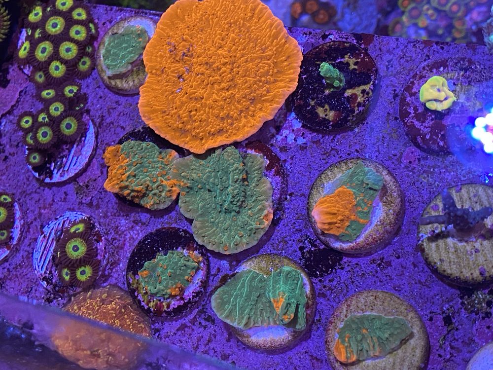 Coral frag agua salgada reef Montipora grafted