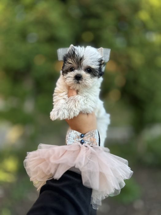 Міні Бівер Йорк дівчинка — елегантність у кожному русі бивер