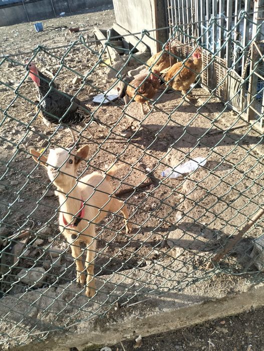 Cabrito criado á biberão já a comer bem ...