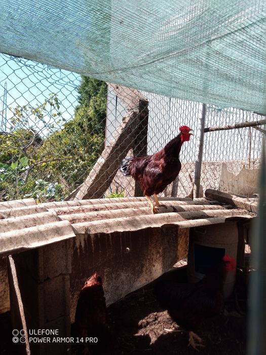 Galos de raça ou para consumo