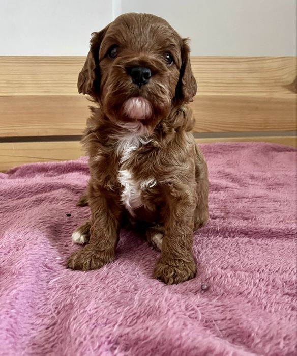 Piesek cavapoo do rezerwacji