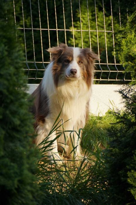 Piękny szczeniak Border Collie FCI