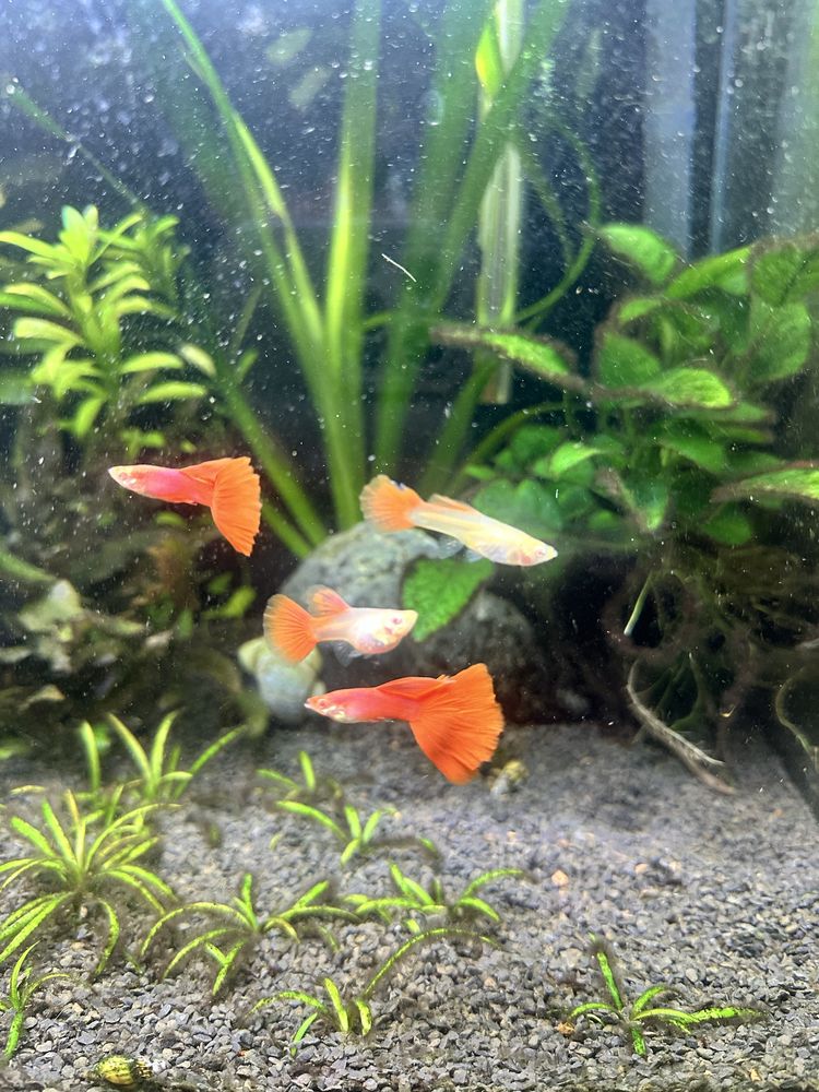 Casal guppys red albino