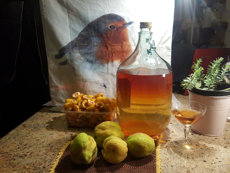 pigwa i pigwowiec owoce zielona gora