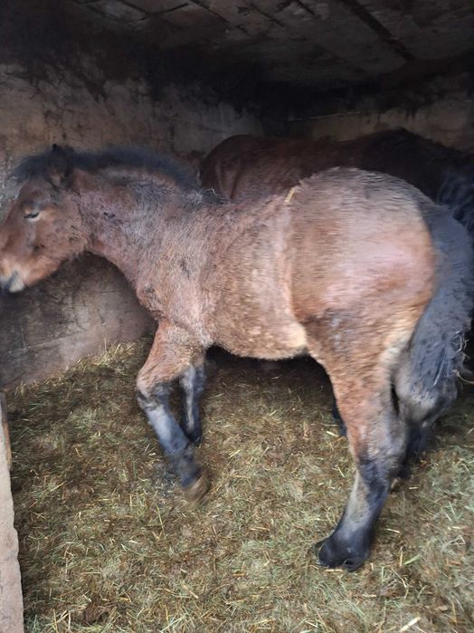 Do sprzedania klacz i źrebie