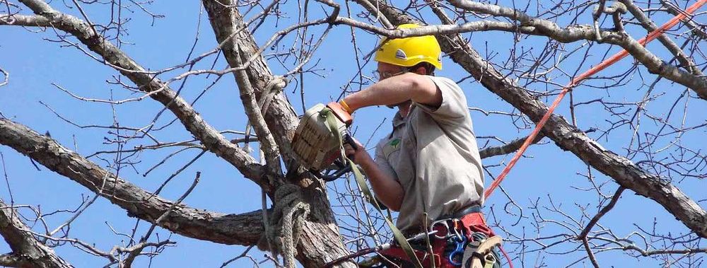Комплексная уборка участков — покос, спил, вывоз мусора. Днепр область
