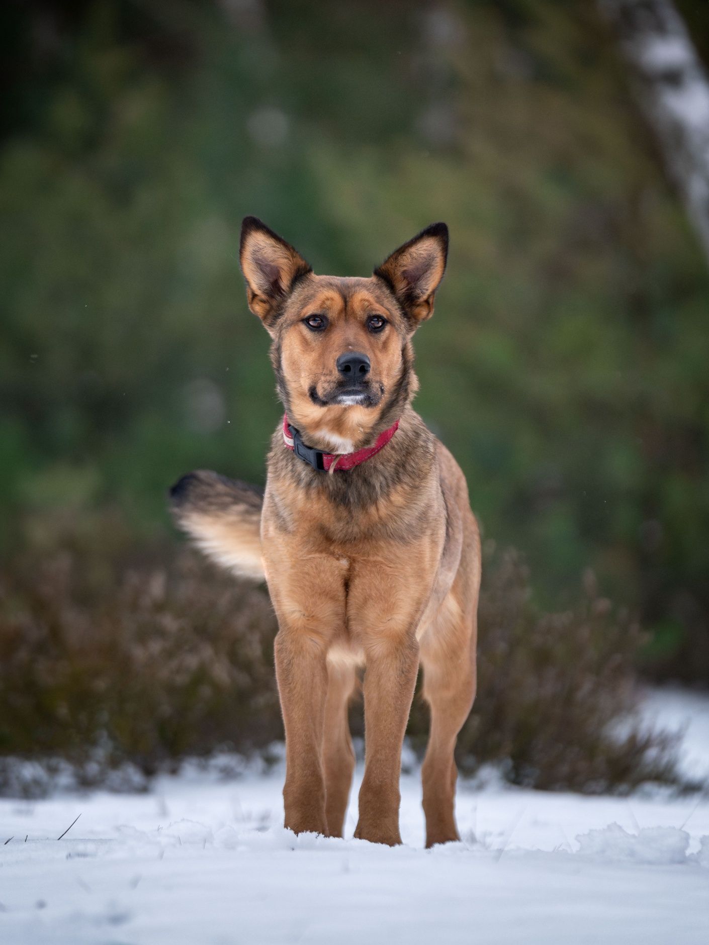 Duża 5 miesięczna sunia do adopcji.