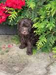 Lagotto Romagnolo FCI piesek