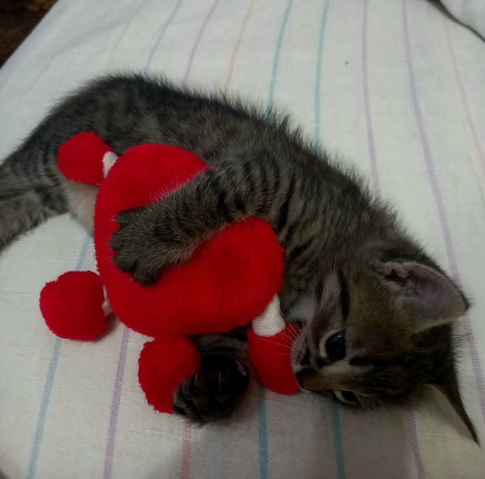 Віддам котика в добрі руки!!!