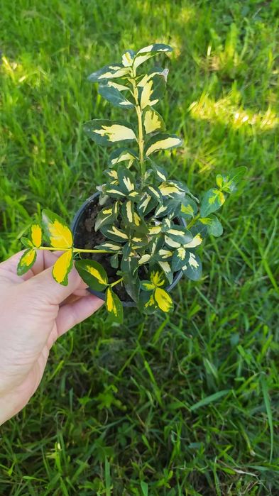 Багаторічні садові рослини