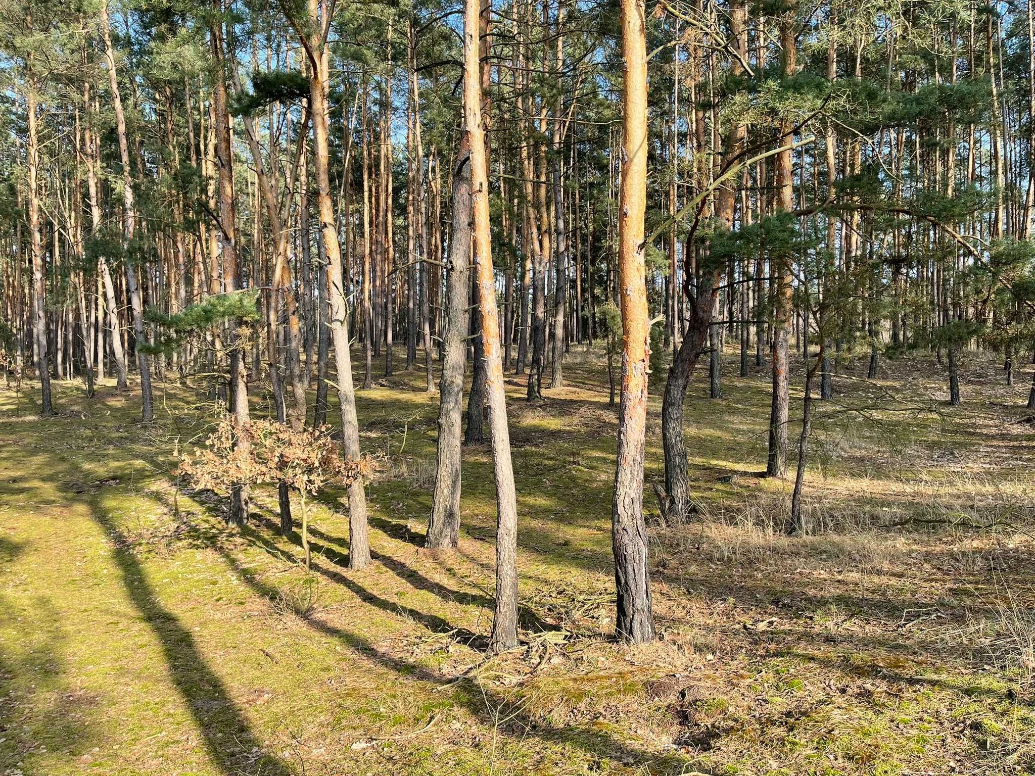 Działka Las Nowa Wieś Śladów Brochów Sochaczew Rzeka Bzura 1.2 ha