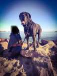 Cane Corso para montas