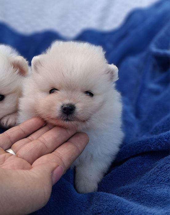 Piesek pomeranian szpic miniaturowy