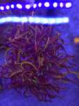 Euphyllia Glabrescens New York Nicks - 2 głowy (koralowce Kraków)