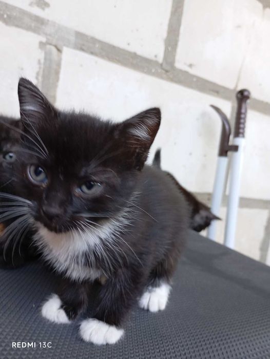 Віддаю в добрі руки дуже ввічливих і вихованих кошенят