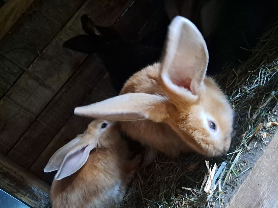 Sprzedam króliki
