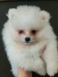 Mini suczka Szpic Miniaturowy Pomeranian