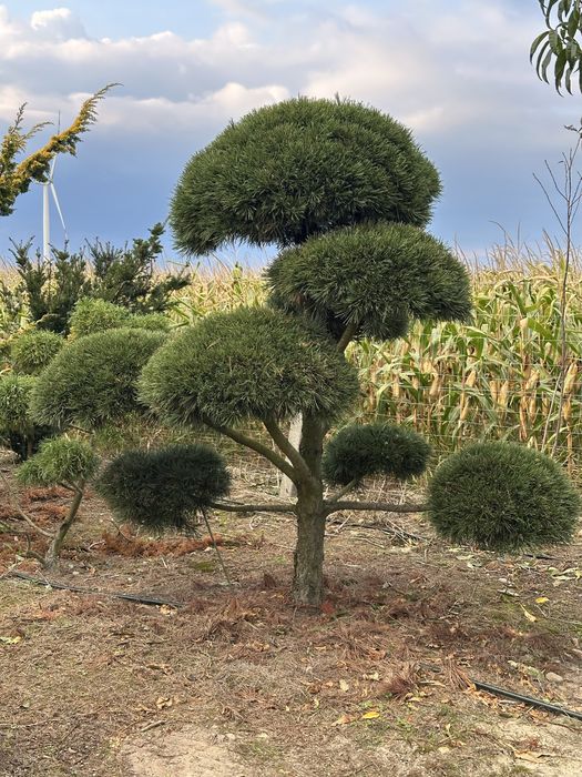 Bonsai sosna wieloletnie okazy