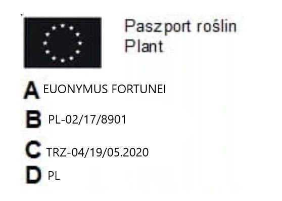 Trzmielina Coloratus na żywopłot zimozielona