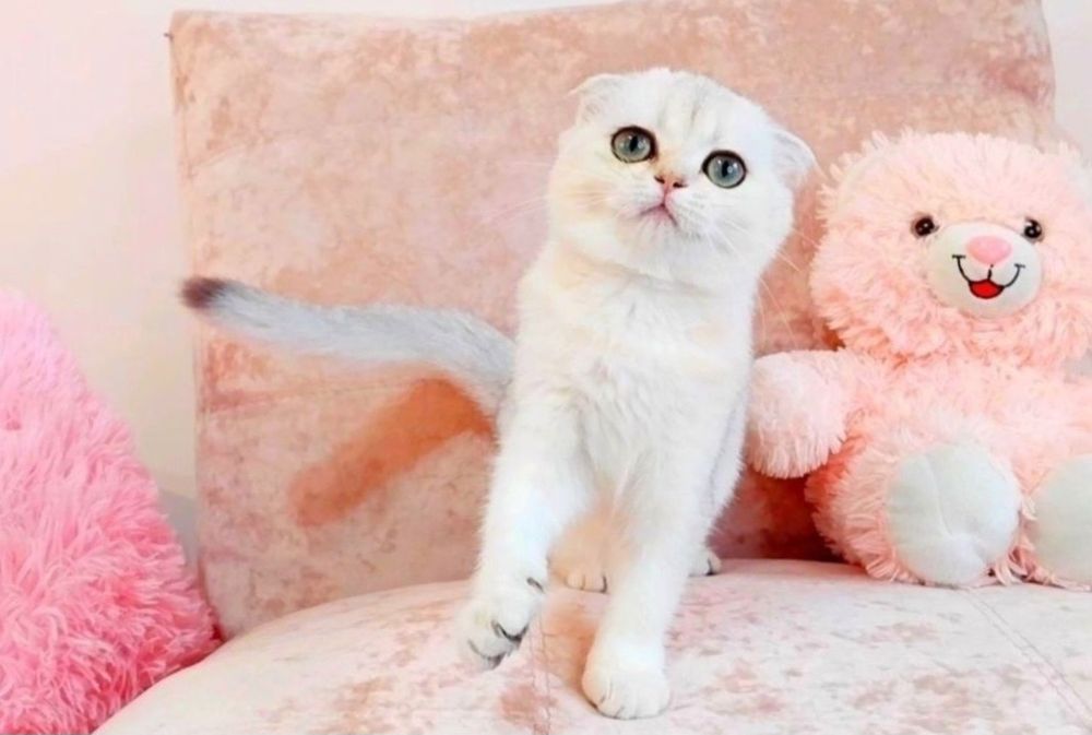 Скоттиш фолд девочка милашка шиншиллка