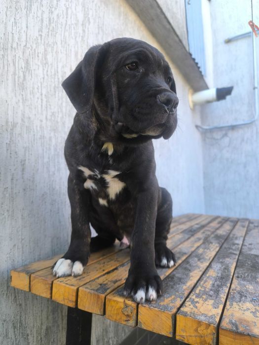 cane corso szczeniak
