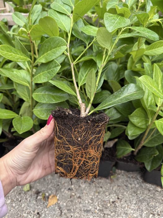 Laurowiśnia NOVITA 50-70cm w Doniczkach P9