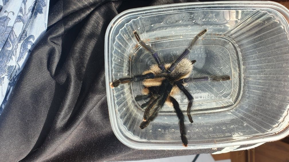 Monocentropus balfouri