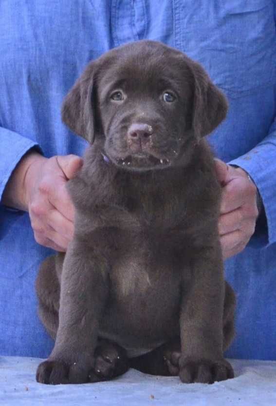 Labrador Retriever- czekoladowy piesek