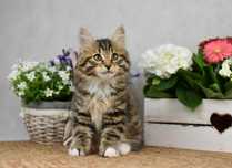 Kurylski Bobtail- Kocięta Rodowód FPL/FIFE