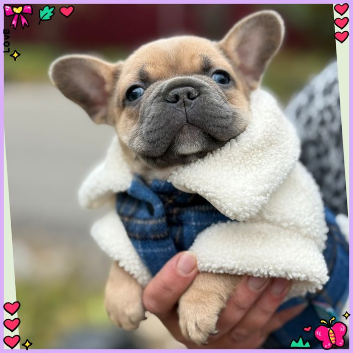 Ідеальний міні цуцик