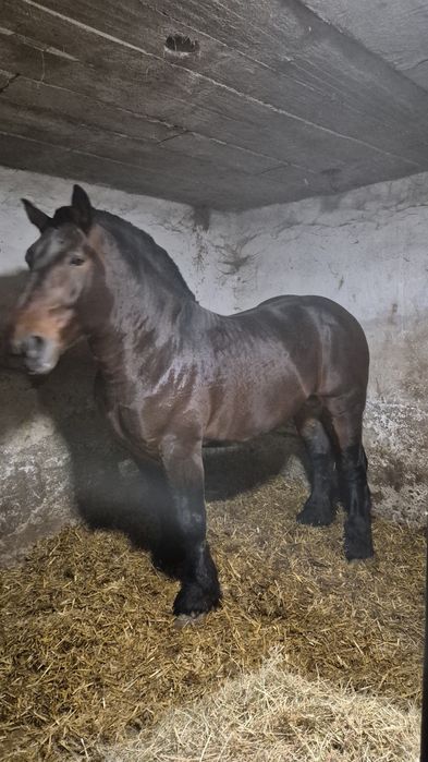 Sprzedam ogiera sztumskiego