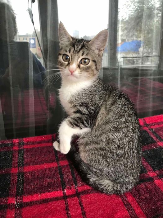 Измените жизнь принцессы. Котёнок бесплатно