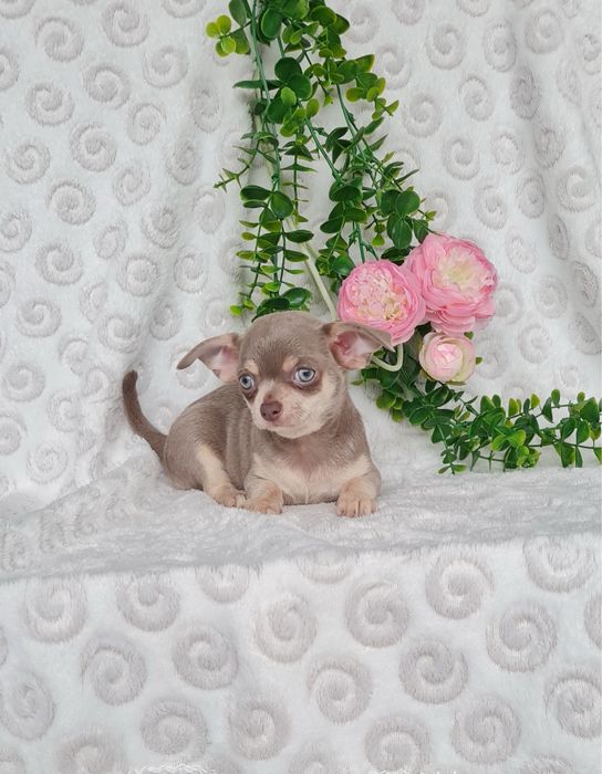 Excelente mini lilac tan Chihuahua/Chiuaua Linhagem Russa,Qualidade