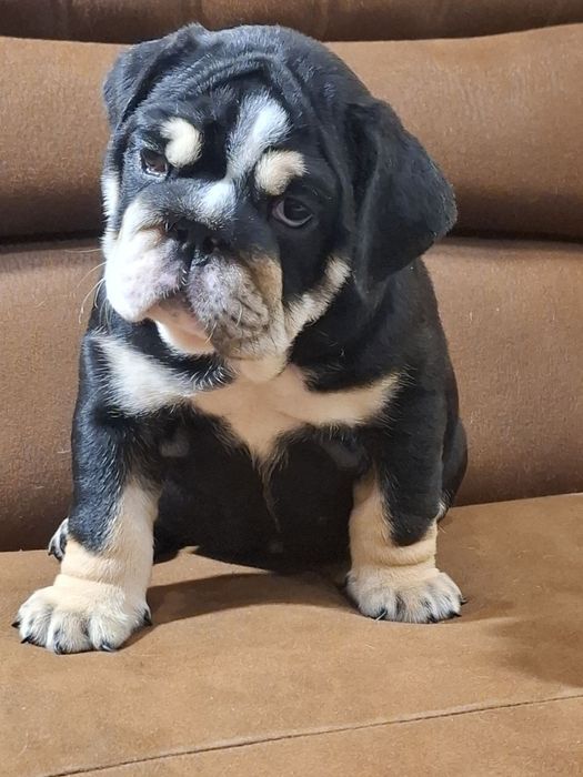 Потужні кольорові англічані