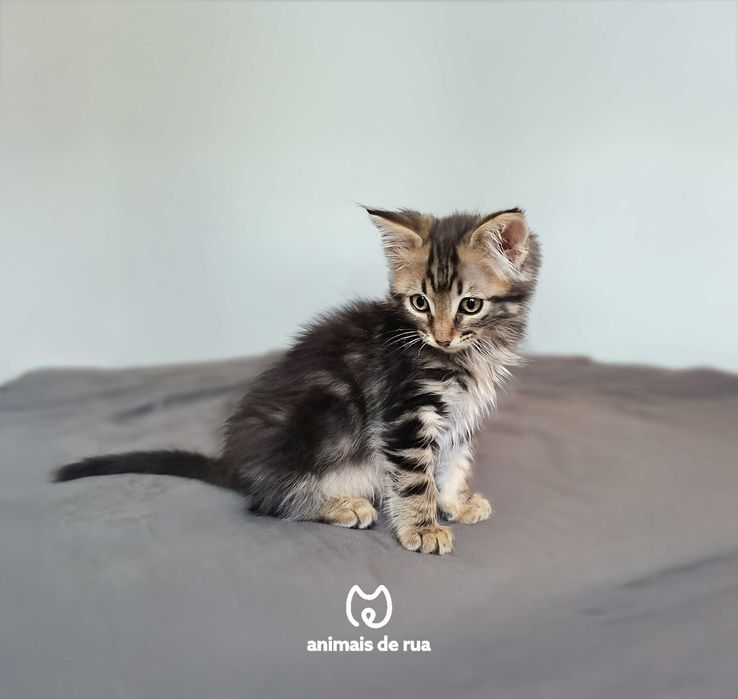 Oliver | Para Adoção