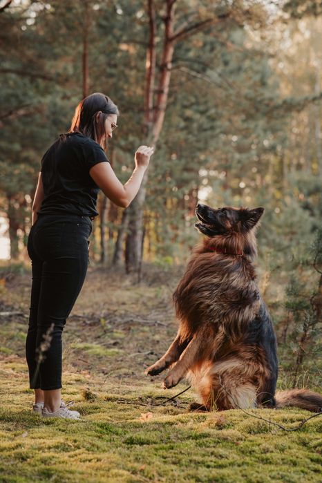 Behawiorysta i Trener psów | Zajęcia dla szczeniąt i psów dorosłych