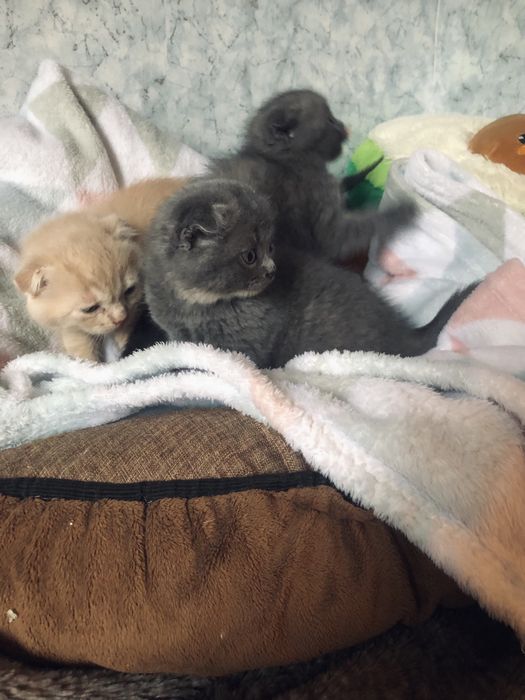 Котики вислоухие в люблячу сімʼю