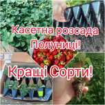 Сильна касетна розсада полуниці. Опт і роздріб Клубника саженцы