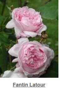 rosas perfumadas de raiz nua, variedades francesas e inglesas